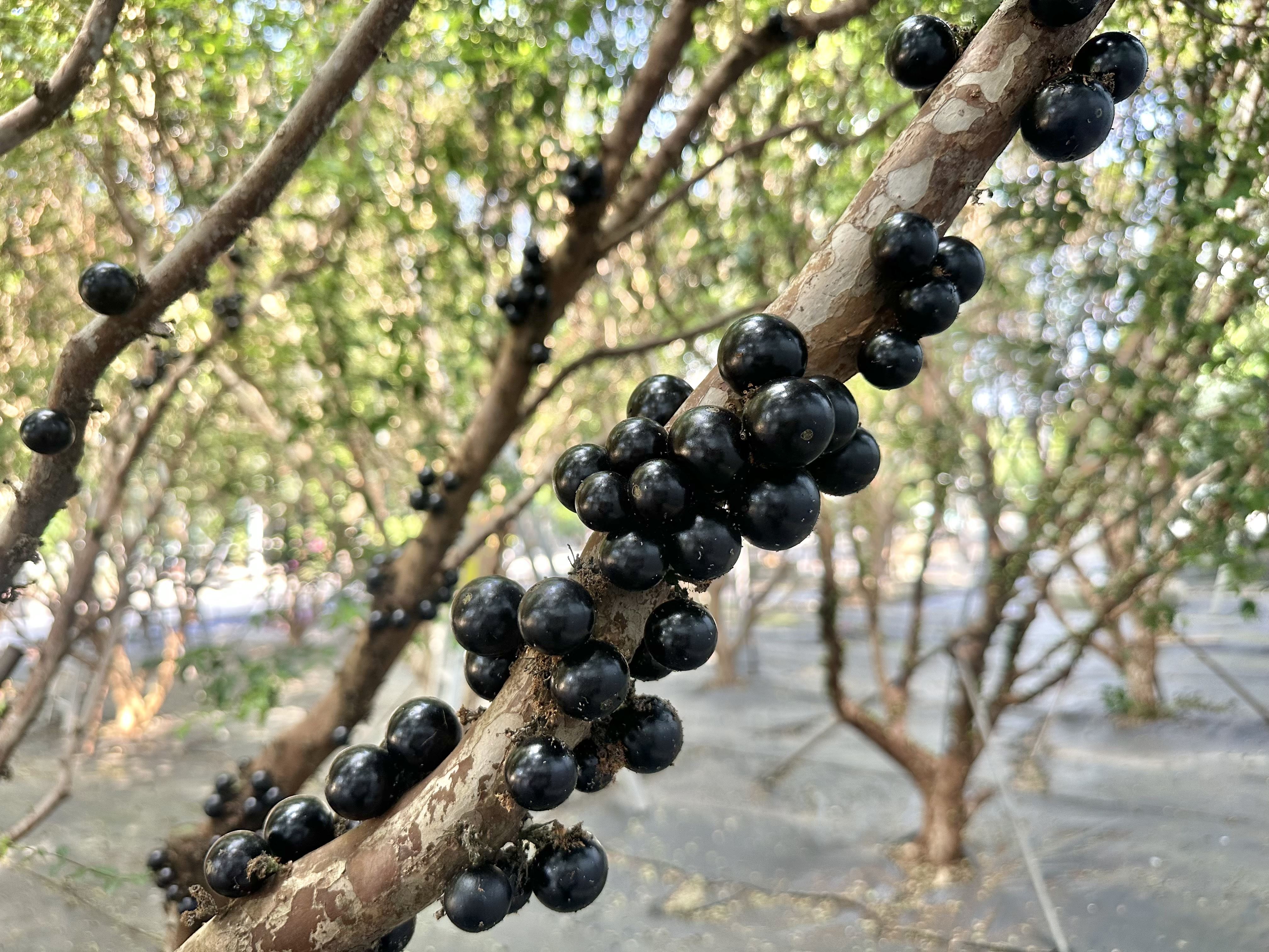 樹葡萄介紹|嘉寶果果實直接生長於樹幹上的特色